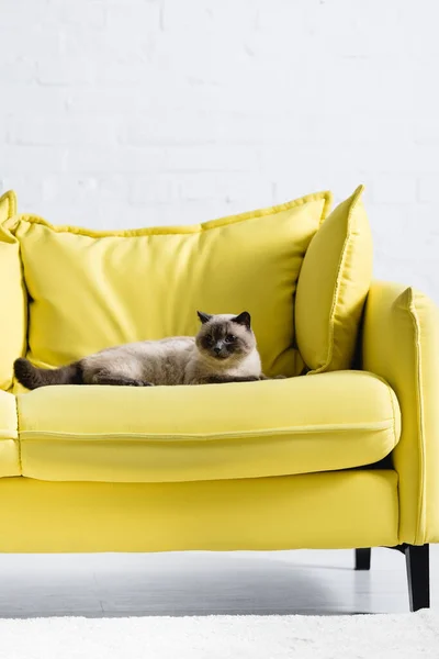 Gato siamés esponjoso mirando hacia otro lado, mientras está acostado en el sofá en casa - foto de stock