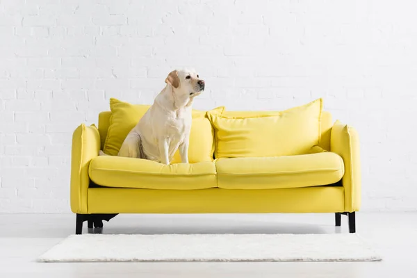 Retriever looking away, while sitting on yellow sofa at home - foto de stock