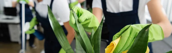 Cropped view of cleaner cleaning leaves of plant with rag in office, banner — Stock Photo