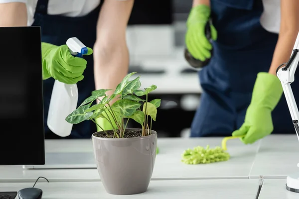 Cropped view of cleaner holding detergent near plant in office — Stock Photo