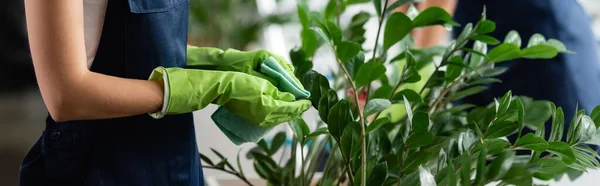 Cropped view of worker of cleaning service cleaning plant, banner — Stock Photo