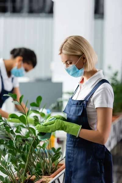 Cleaner in medical mask and rubber gloves cleaning plant in office — Stock Photo