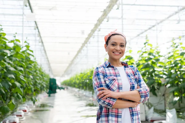Happy african american farmer smiling at camera while standing with crossed arms in greenhouse — Stock Photo