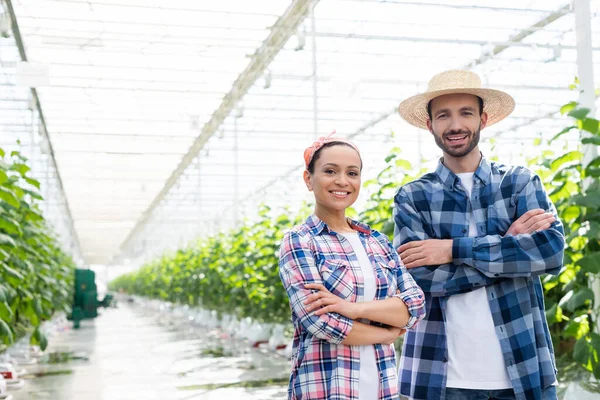 Счастливые межрасовые фермеры улыбаются в камеру, стоя со скрещенными руками в оранжерее — стоковое фото