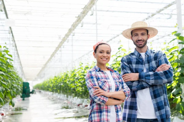 Felizes agricultores inter-raciais sorrindo para a câmera enquanto de pé com os braços cruzados em estufa — Fotografia de Stock