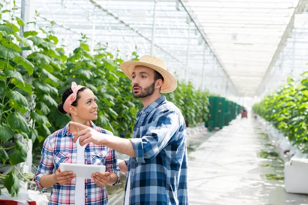 Contadino in cappello di paglia puntato con dito in serra vicino collega afroamericano con tablet digitale — Foto stock