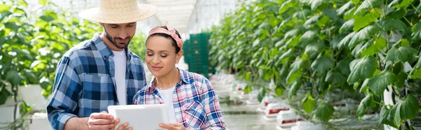 Lächelnde Bauern mit Blick auf digitales Tablet im Gewächshaus, Banner — Stockfoto