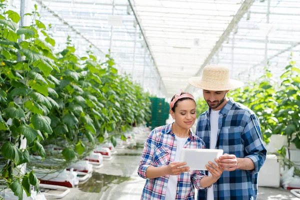 Pareja de agricultores multiétnicos mirando tableta digital en invernadero - foto de stock