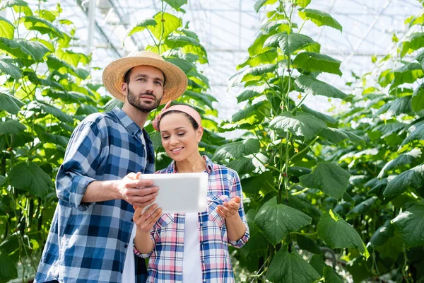 Agricultor em chapéu de palha mostrando tablet digital para sorrir colega afro-americano em estufa — Fotografia de Stock