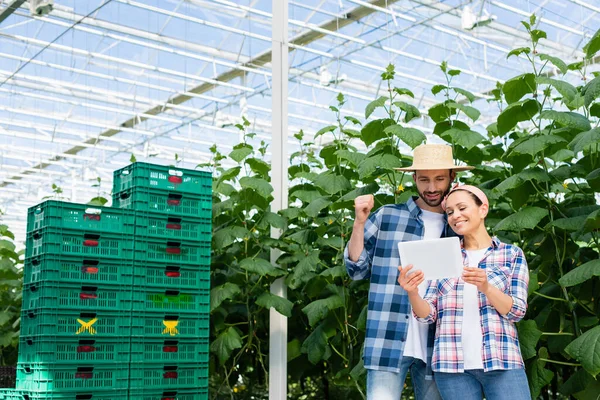 Glückliche multiethnische Bauern mit Blick auf digitale Tablets in der Nähe von Pflanzen und Plastikboxen im Gewächshaus — Stockfoto