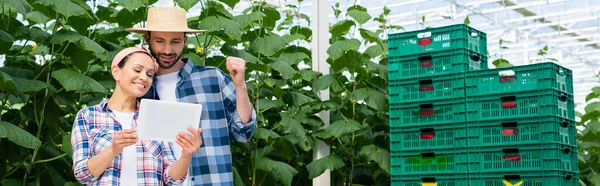 Smiling multiethnic farmers looking at digital tablet near plastic boxes in greenhouse, banner — Stock Photo