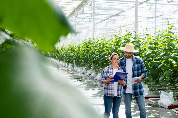 Agricultores multiétnicos que trabajan con tabletas digitales y portapapeles en invernadero en primer plano borroso - foto de stock