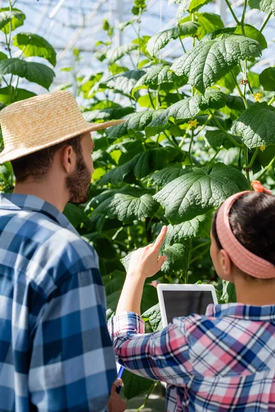 Back view of african american woman with digital tablet pointing at plants near farmer on blurred foreground — Stock Photo