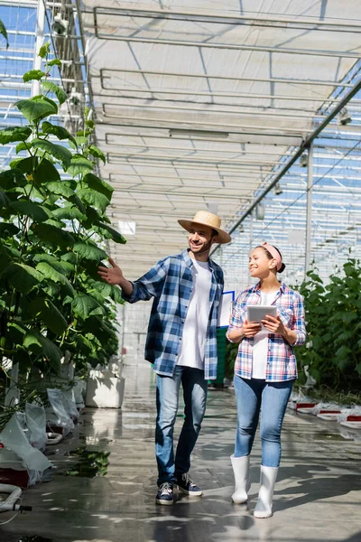 Agricultor feliz apuntando a las plantas en invernadero cerca de colega afroamericano con tableta digital - foto de stock