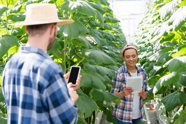 Rückansicht eines Bauern mit Smartphone mit leerem Bildschirm in der Nähe eines amerikanischen Kollegen mit digitalem Tablet — Stockfoto