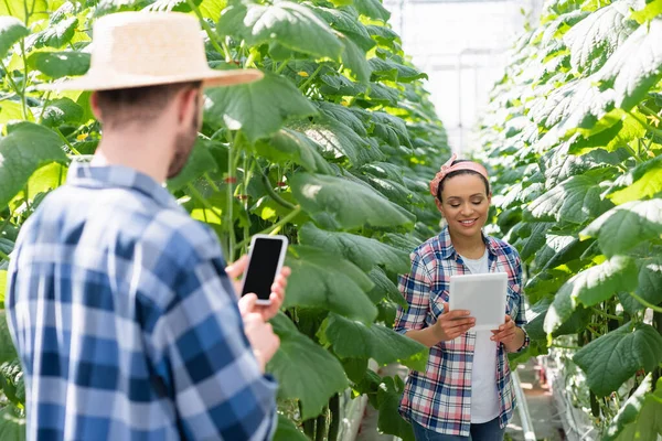 Vista posterior del agricultor sosteniendo teléfono inteligente con pantalla en blanco cerca de un colega afroamericano con tableta digital - foto de stock