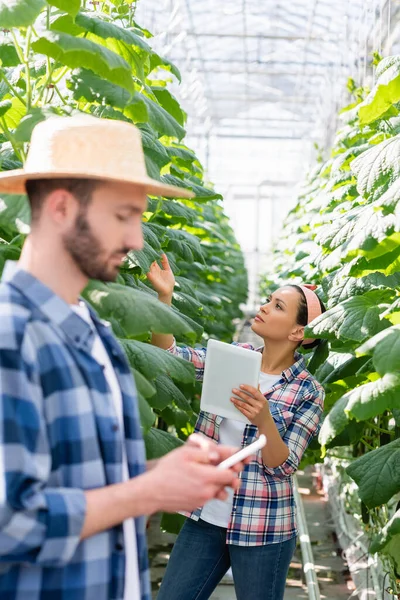 Mujer afroamericana con tableta digital que comprueba plantas cerca de granjero con teléfono inteligente en primer plano borroso - foto de stock