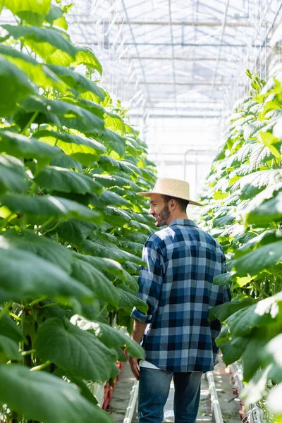Agriculteur en chemise à carreaux et chapeau de paille près des concombres en serre, premier plan flou — Photo de stock