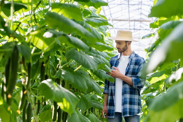 Agriculteur en chemise à carreaux vérifiant les plants de concombre en serre, premier plan flou — Photo de stock