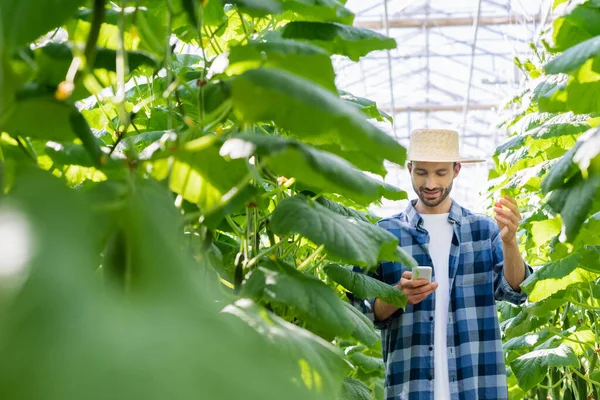 Улыбающийся фермер с помощью смартфона возле огуречных растений на размытом переднем плане — стоковое фото