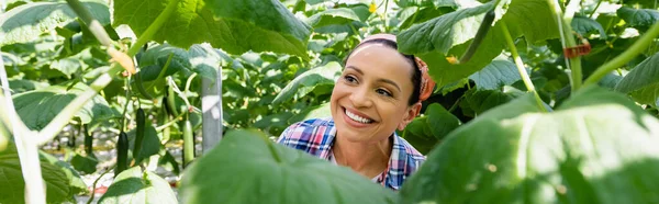 Fröhliche afrikanisch-amerikanische Frau neben grünen Gurkenpflanzen auf verschwommenem Vordergrund, Banner — Stockfoto