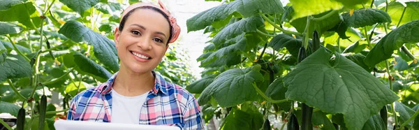 Joyful african american farmer looking at camera near cucumber plants, banner — Stock Photo