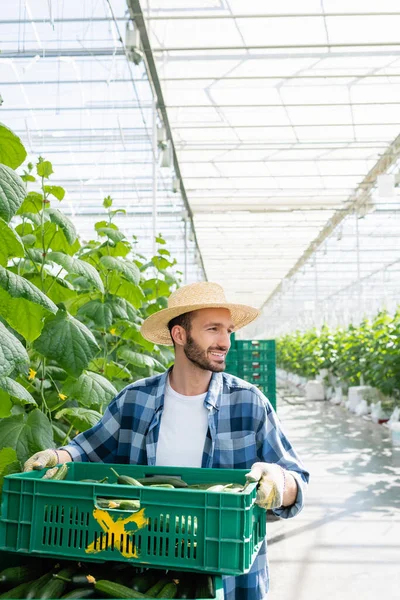 Granjero feliz mirando hacia otro lado mientras sostiene caja de pepinos frescos en invernadero - foto de stock
