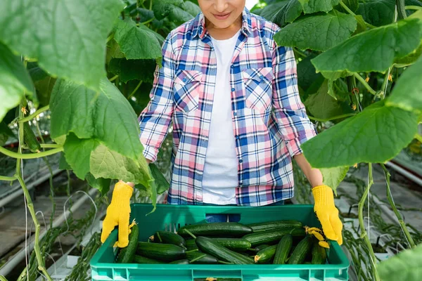 Cropped view of african american woman in plaid shirt holding plastic box with fresh cucumbers — Stock Photo