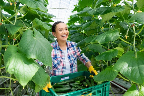 Cheerful african american farmer laughing while holding box with fresh cucumbers — Stock Photo