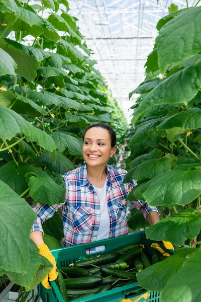 Happy african american farmer in plaid shirt holding box with fresh cucumbers in greenhouse — Stock Photo