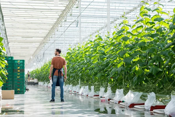 Visão traseira do agricultor com tablet digital em pé perto de plantas de pepino em estufa — Fotografia de Stock