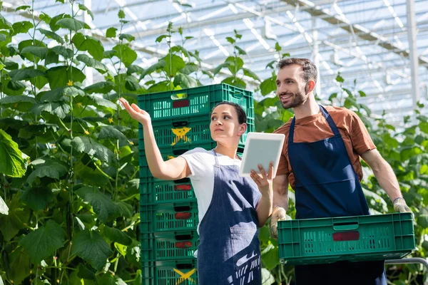 Agricultor sosteniendo caja de plástico cerca de colega afroamericano señalando con la mano en invernadero - foto de stock