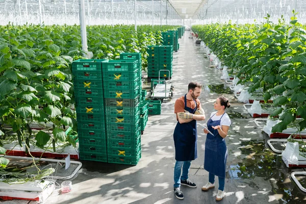 Agriculteurs multiethniques dans des tabliers parlant dans une serre près de boîtes en plastique — Photo de stock