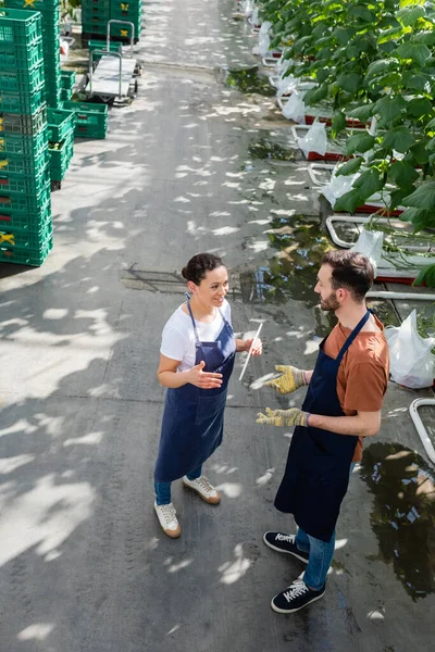 Vue en grand angle des agriculteurs multiethniques qui gesticulent en parlant en serre — Photo de stock