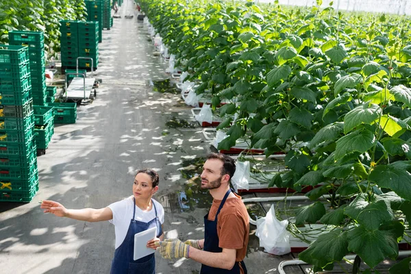 African american farmer with digital tablet pointing with hand near colleague in glasshouse — Stock Photo