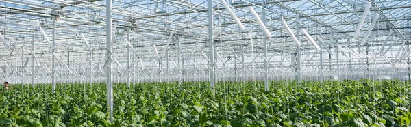 Invernadero grande con plantas de pepino, pancarta - foto de stock