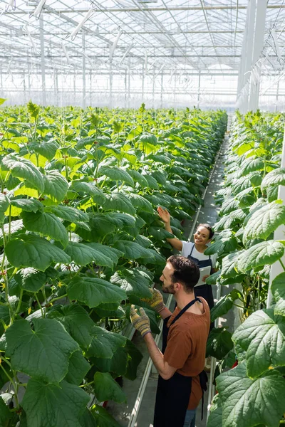 Ansicht multiethnischer Bauern, die in der Nähe von Pflanzen im Gewächshaus arbeiten — Stockfoto