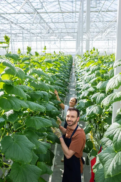 Agriculteur souriant regardant la caméra tout en travaillant en serre avec un collègue afro-américain — Photo de stock