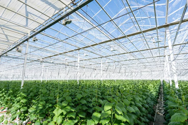 Plantas de pepino verde que crecen en grandes invernaderos - foto de stock