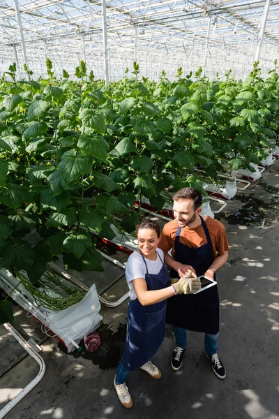 High angle view of interracial colleagues with digital tablet in greenhouse — Stock Photo