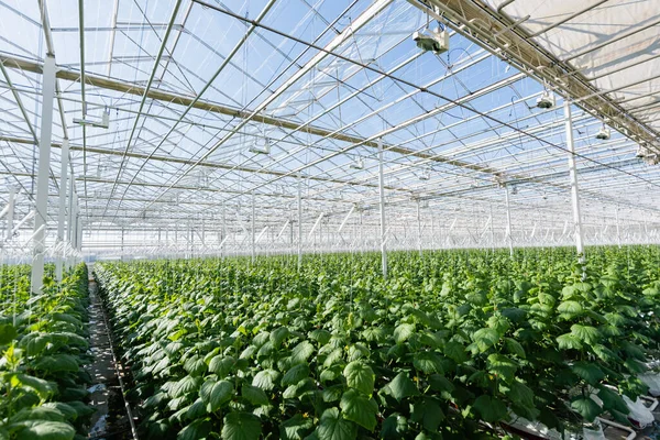 Plantation de plans de concombre poussant dans une serre spacieuse — Photo de stock