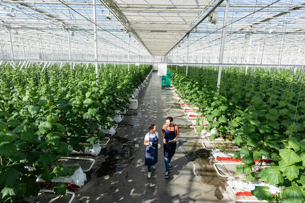Visão de alto ângulo de agricultores multiétnicos em aventais falando enquanto caminham em casa de vegetação — Fotografia de Stock