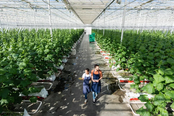 African american farmer pointing with hand while walking in greenhouse with colleague — Stock Photo