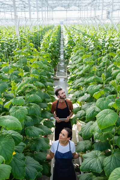 Vue grand angle de fermier avec tablette numérique près d'un collègue afro-américain en serre — Photo de stock