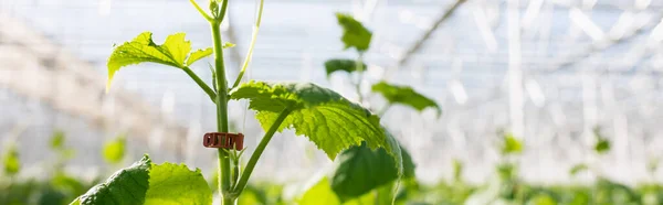 Close up view of green cucumber plant in glasshouse on blurred background, banner — Stock Photo