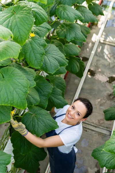 Vista aérea de agricultor afroamericano feliz trabajando cerca de plantas de pepino en invernadero - foto de stock