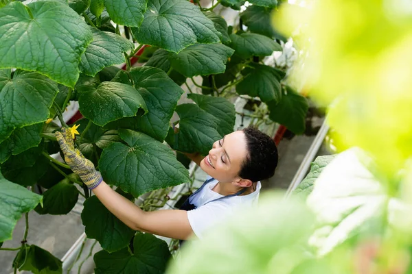 High angle view of cheerful african american woman near blossoming cucumber plant, blurred foreground — Stock Photo