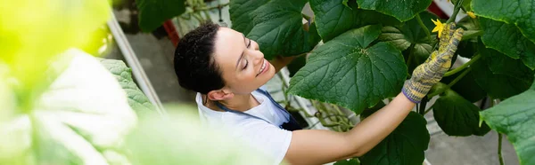 Vue grand angle de agriculteur afro-américain touchant fleur sur concombre plante, bannière — Photo de stock