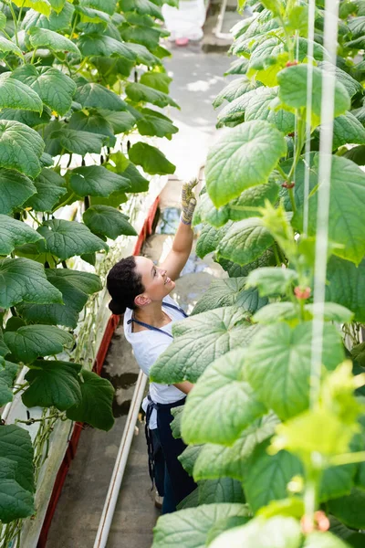 Vista de ángulo alto del agricultor afroamericano que trabaja cerca de plantas de pepino en invernadero - foto de stock