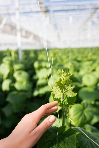 Abgeschnittene Ansicht der weiblichen Hand in der Nähe der grünen Gurkenpflanze im Gewächshaus — Stockfoto